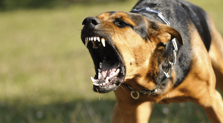 How much money can you get from a dog bite lawsuit?