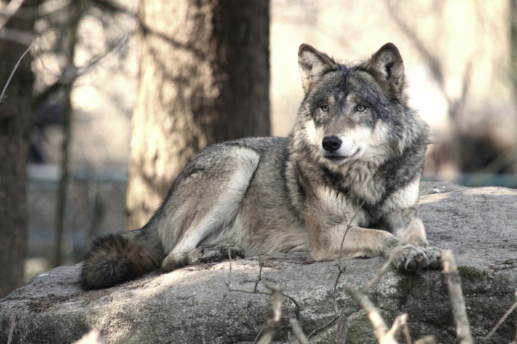 Wolf Hybrid and other exotic animals can be dangerous