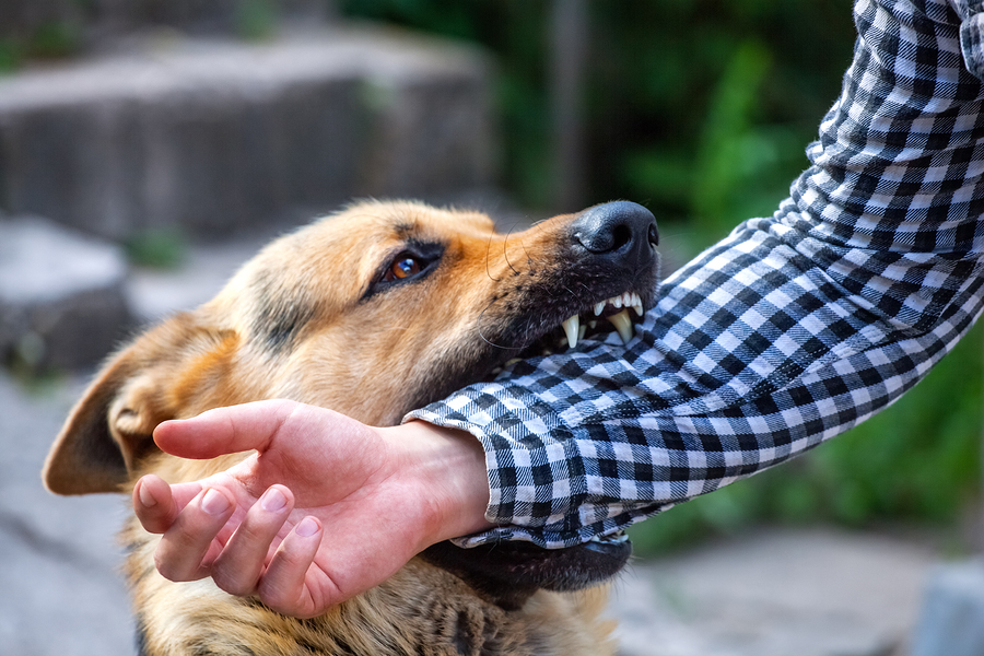 What happens to dogs that bite you?
Attorney in Houston, TX
