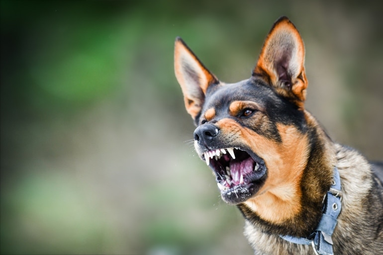 What happens to Dogs that bite you? | Houston Dog Bite Lawyer Jerome Fjeld, PLLC
